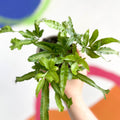 Silver Lace Fern - Pteris ensiformis - British Grown - Sprouts of Bristol