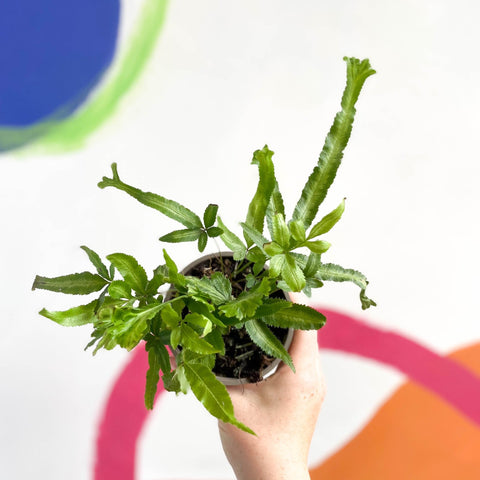 Silver Lace Fern - Pteris ensiformis - British Grown - Sprouts of Bristol