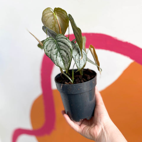 Silver Leaf Philodendron - Philodendron brandtianum - Sprouts of Bristol