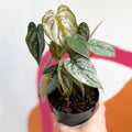 Silver Leaf Philodendron - Philodendron brandtianum - Sprouts of Bristol