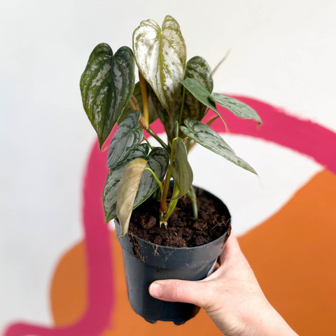 Silver Leaf Philodendron - Philodendron brandtianum - Sprouts of Bristol