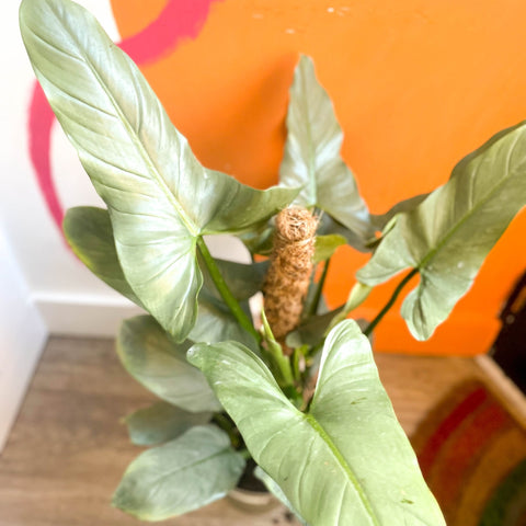 Silver Sword Philodendron - Philodendron hastatum - British Grown - Sprouts of Bristol