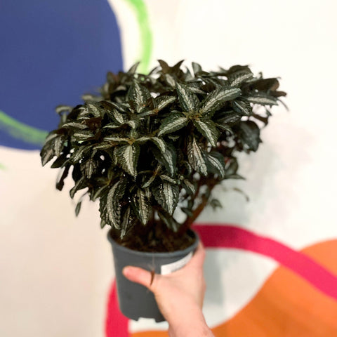 Silver Tree Plant - Pilea spruceana - Sprouts of Bristol
