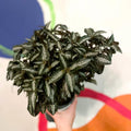 Silver Tree Plant - Pilea spruceana - Sprouts of Bristol