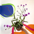 Slender Vervain - Verbena rigida - Cotswold Grown Perennial - Sprouts of Bristol