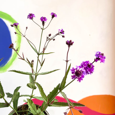 Slender Vervain - Verbena rigida - Cotswold Grown Perennial - Sprouts of Bristol