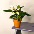 Small Flamingo Flower - Anthurium - Sprouts of Bristol