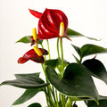 Small Flamingo Flower - Anthurium - Sprouts of Bristol