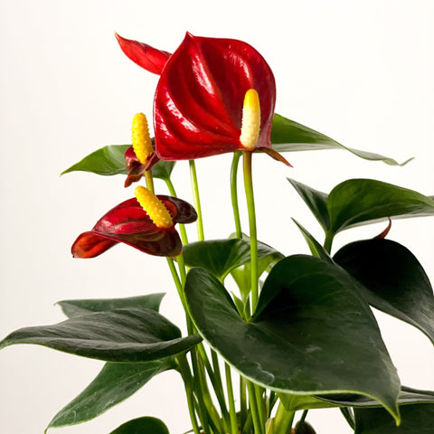 Small Flamingo Flower - Anthurium - Sprouts of Bristol