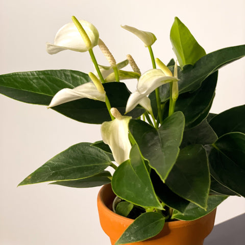 Small Flamingo Flower - Anthurium - Sprouts of Bristol