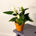 Small Flamingo Flower - Anthurium - Sprouts of Bristol