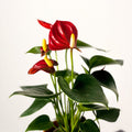 Small Flamingo Flower - Anthurium - Sprouts of Bristol