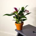 Small Flamingo Flower - Anthurium - Sprouts of Bristol