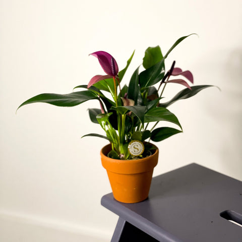 Small Flamingo Flower - Anthurium - Sprouts of Bristol