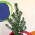 Small Potted Christmas Tree - Silver Crest Pine - Pinus pinea - Sprouts of Bristol