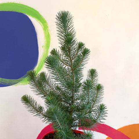 Small Potted Christmas Tree - Silver Crest Pine - Pinus pinea - Sprouts of Bristol