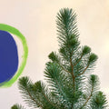 Small Potted Christmas Tree - Silver Crest Pine - Pinus pinea - Sprouts of Bristol