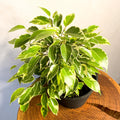 Small Variegated Weeping Fig - Ficus benjamina 'Variegata' - Sprouts of Bristol