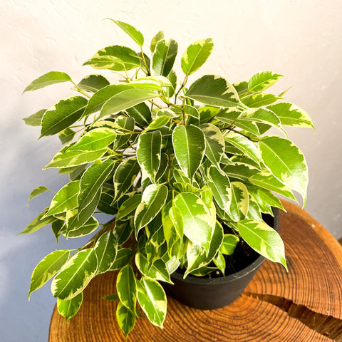 Small Variegated Weeping Fig - Ficus benjamina 'Variegata' - Sprouts of Bristol
