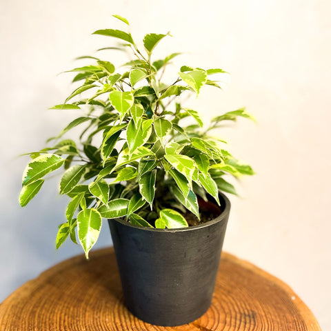 Small Variegated Weeping Fig - Ficus benjamina 'Variegata' - Sprouts of Bristol