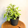 Small Variegated Weeping Fig - Ficus benjamina 'Variegata' - Sprouts of Bristol