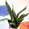 Snake Plant - Sansevieria aubrytiana 'Dragon' - Sprouts of Bristol
