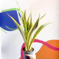 Snake Plant - Sansevieria aubrytiana ‘Lauren’ - Sprouts of Bristol