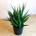 Snake Plant - Sansevieria 'Comet Kichaka' - Sprouts of Bristol