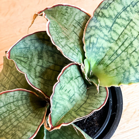 Snake Plant - Sansevieria 'Kirkii Silver Blue' - Sprouts of Bristol
