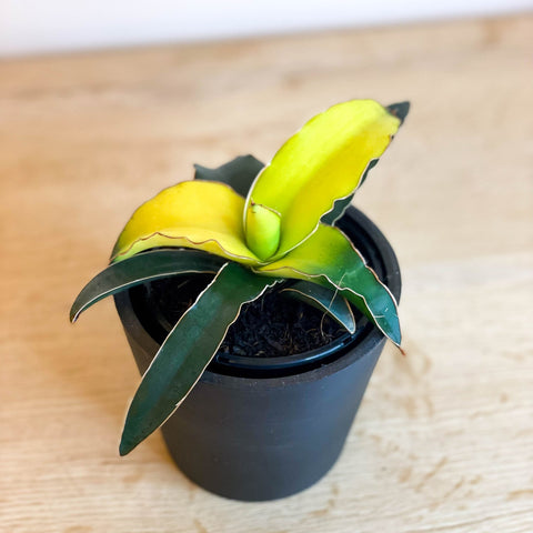 Snake Plant - Sansevieria 'Star Canary' - Sprouts of Bristol