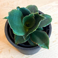 Snake Plant - Sansevieria 'Star Rose' - Sprouts of Bristol