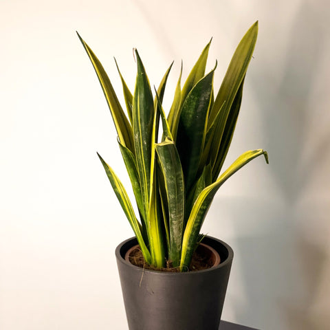 Snake Plant - Sansevieria trifasciata 'Gold Flame' - Sprouts of Bristol