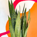 Snake Plant - Sansevieria zeylanica - Sprouts of Bristol