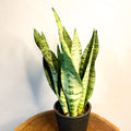 Snake Plant - Sansevieria zeylanica - Sprouts of Bristol
