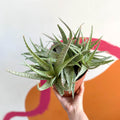 Snowflake Aloe - Aloe rauhii 'Snowflake' - Sprouts of Bristol