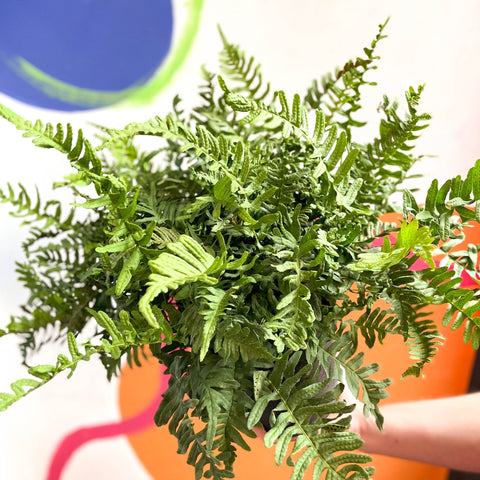 Soft Shield Fern - Polystichum - Cotswold Grown Perennial - Sprouts of Bristol