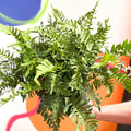 Soft Shield Fern - Polystichum - Cotswold Grown Perennial - Sprouts of Bristol