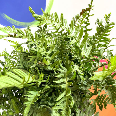 Soft Shield Fern - Polystichum - Cotswold Grown Perennial - Sprouts of Bristol