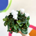 Sowbread - Cyclamen 'White Tianis' - Sprouts of Bristol