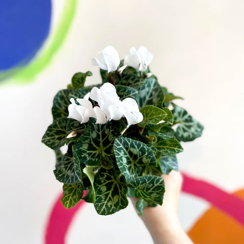 Sowbread - Cyclamen 'White Tianis' - Sprouts of Bristol
