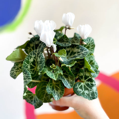 Sowbread - Cyclamen 'White Tianis' - Sprouts of Bristol
