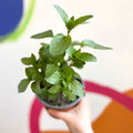 Spanish Mint - Mentha spicata - British Grown Culinary Herbs - Sprouts of Bristol