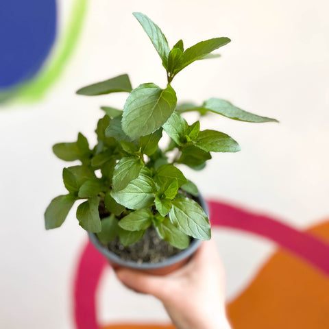Spanish Mint - Mentha spicata - British Grown Culinary Herbs - Sprouts of Bristol