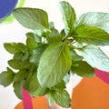 Spanish Mint - Mentha spicata - British Grown Culinary Herbs - Sprouts of Bristol