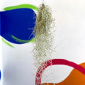 Spanish Moss - Tillandsia usneoides - Sprouts of Bristol