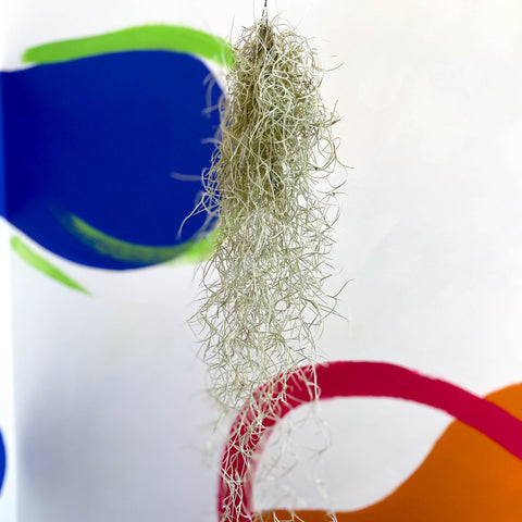 Spanish Moss - Tillandsia usneoides - Sprouts of Bristol
