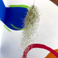 Spanish Moss - Tillandsia usneoides - Sprouts of Bristol