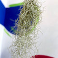Spanish Moss - Tillandsia usneoides - Sprouts of Bristol