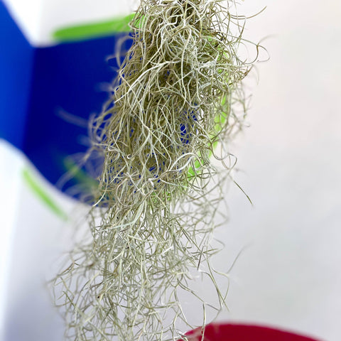 Spanish Moss - Tillandsia usneoides - Sprouts of Bristol