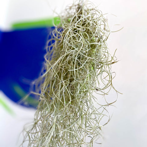 Spanish Moss - Tillandsia usneoides - Sprouts of Bristol